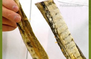 Honest Kitchen Beams Icelandic Fish Skin Chew Treats