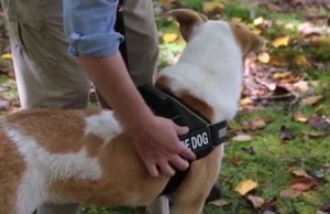 The Convert Harness by EzyDog