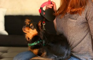 The Wigzi Gel Leash for the Owners’ Comfort