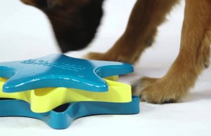 The Star Spinner Inspires Treat-Seeking Fun