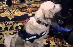 TAGG GPS Dog Tracker at CES 2015