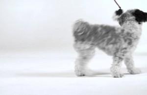 Tail Teasers Lures Your Dog in For a Fun Game