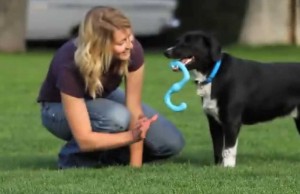The Bumi is the Ultimate Tug Toy for Dogs