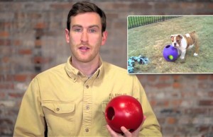 The Teaser Ball is Two Dog Toys in One