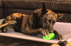 This Treat Dispensing Pickle Pocket Is Silly and Fun For Dogs