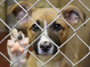 Dog for Dog is Trying to Feed as Many Shelter Dogs as Possible Dog for Dog is Trying to Feed as Many Shelter Dogs as Possible