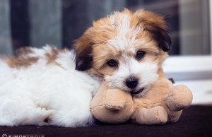 Adopting a Puppy? You Will Need These Puppy Training Supplies Adopting a Puppy? You Will Need These Puppy Training Supplies