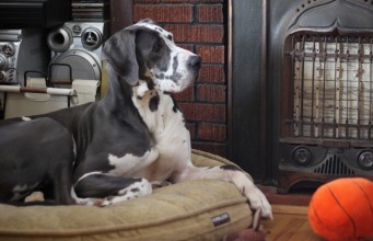 Bedtime Basics: Why Your Fido Needs a Dog Bed Bedtime Basics Why Your Dog Needs a Dog Bed