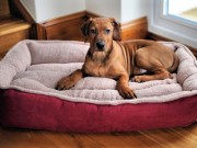 Big Lots Expands With a New AKC Approved Line of Dog Products Big Lots Adds a New Line of Dog Products From the AKC to Their Shelves