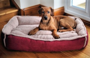 Big Lots Expands With a New AKC Approved Line of Dog Products Big Lots Adds a New Line of Dog Products From the AKC to Their Shelves