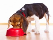 California Father Starts a Dog Food Company California Father Starts Dog Food Company