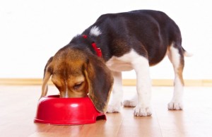 California Father Starts a Dog Food Company California Father Starts Dog Food Company