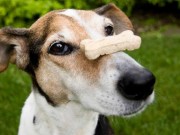 Colorado Company Recalls Dog Treats Colorado Company Recalls Dog Treats