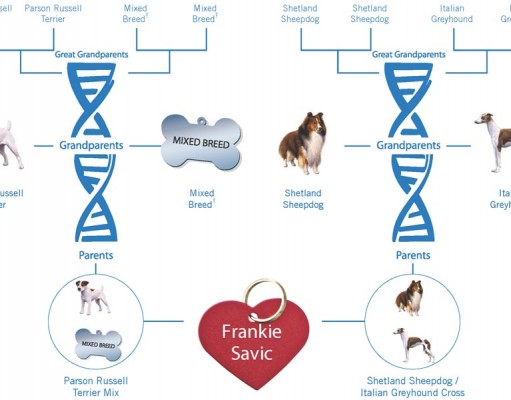 Do Dog DNA Tests Work? How Accurate Are They? Do Dog DNA Tests Work? How Accurate Are They?