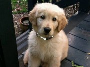 Dog Dies After Being Left in A Drying Cage at Petco Dog Dies After Being Left in A Drying Cage at Petco