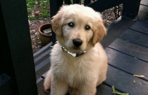 Dog Dies After Being Left in A Drying Cage at Petco Dog Dies After Being Left in A Drying Cage at Petco