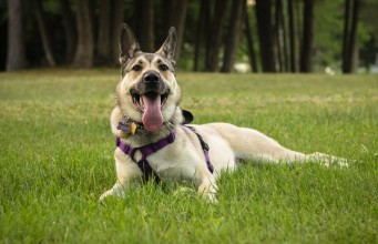 Dog Harness Guide: Making Sure Your Dog Is Comfortable Dog Harness Guide Making Sure Your Dog Is Comfortable