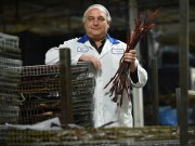 Dogs Are Excited About New Canadian Dog Treats Dog's Are Excited About Treats From New Hamburg, Canada