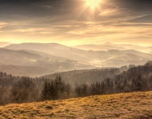 Don’t Lose Your Dog! Why Your Dog Needs a Pet ID Tag Don't Lose Your Dogs - Why Your Pet Needs a Dog ID Tag