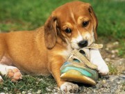 Fidobiotics Help Your Dog’s Digestive System Function Properly Fidobiotics Help Your Dog's Digestive System Function Properly