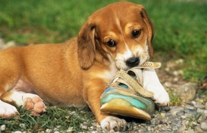 Fidobiotics Help Your Dog’s Digestive System Function Properly Fidobiotics Help Your Dog's Digestive System Function Properly