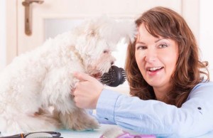 How to Become a Dog Groomer How to Become a Dog Groomer