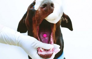 How to Get Your Dog to Take Pills? How to Get Your Dog to Take Pills