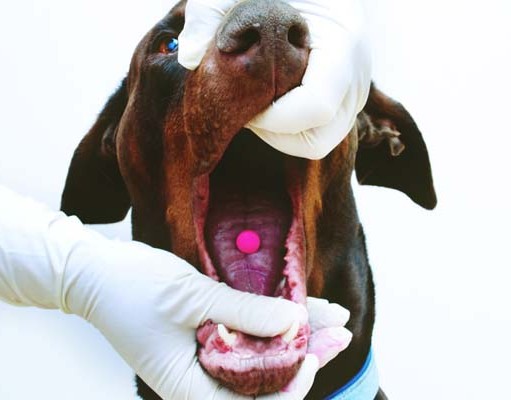 How to Get Your Dog to Take Pills? How to Get Your Dog to Take Pills