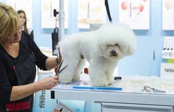 How to Start a Dog Grooming Business How to Start a Dog Grooming Business