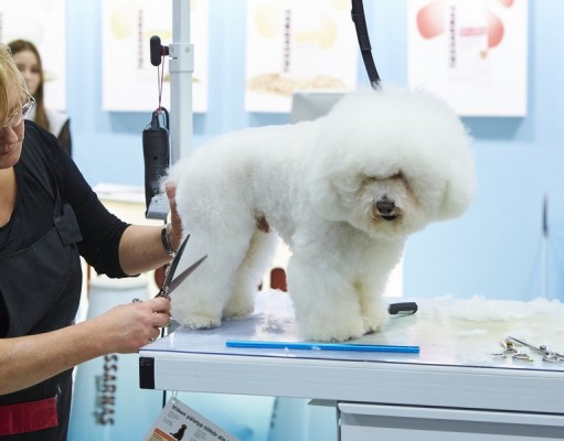 How to Start a Dog Grooming Business How to Start a Dog Grooming Business