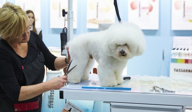 How to Start a Dog Grooming Business Top Dog Tips