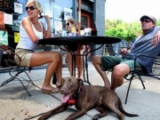 Legislation Passed in New York to Allow Dogs Into Public Restaurants Legislation Passed in New York to Allow Dogs Into Public Restaurants