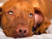 Life for Pets With Diabetes Is Changing for the Better With the Help of This Startup Life for Pets With Diabetes Is Changing for the Better With the Help of This Startup