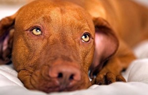 Life for Pets With Diabetes Is Changing for the Better With the Help of This Startup Life for Pets With Diabetes Is Changing for the Better With the Help of This Startup