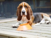 Michigan Entrepreneur Invents the Poochie Bowl Michigan Entrepreneur Invents the Poochie Bowl