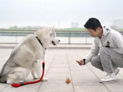 New Dog Poop Color Chart App is Strange and Interesting New Dog Poop Color Chart App is Strange and Interesting