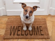 New Dog Potty Training System Developed by St. Louis Entrepreneur New Dog Potty Training System Developed by St. Louis Entrepreneur