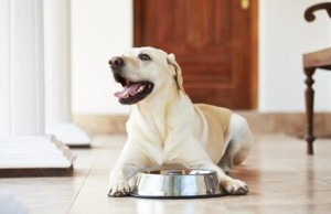 Pedigree Launches Meatier Dry Dog Food Recipe Pedigree Launches Meatier Dry Dog Food Recipe