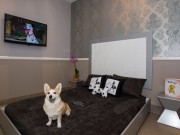 Dogs Can Enjoy the Suite Life in West Palm Beach Pets Can Enjoy the Suite life in West Palm Beach