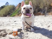 Santa Barbara Business Cleaning Up After Slobbery Dogs Santa Barbara Business Cleaning Up After Slobbery Dogs