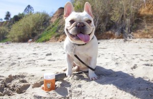 Santa Barbara Business Cleaning Up After Slobbery Dogs Santa Barbara Business Cleaning Up After Slobbery Dogs