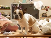 See What Your Dog is Up to with the PetBot See What Your Dog is Up to with the PetBot