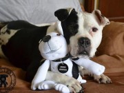 Sock Dogs – A Unique Way to Honor Your Canine Companion Sock Dogs Are a Unique Way to Honor Your Canine Companion