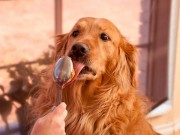 Some Manufacturers Could Be Adding Xylitol to Peanut Butter Some Manufacturers Could Be Adding Xylitol to Peanut Butter