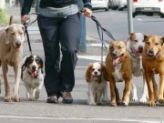 Sophisticated Michigan Dog Walking Business is Growing Sophisticated Michigan Dog Walking Business is Growing