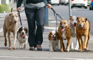 Sophisticated Michigan Dog Walking Business is Growing Sophisticated Michigan Dog Walking Business is Growing