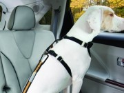 Subaru of America and the Center for Pet Safety Team Up Subaru of America and the Center for Pet Safety Team Up