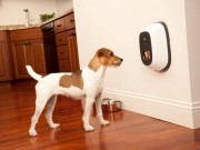 The Company of Animals Offers Most Innovative Dog Products on the Market The Company of Animals Offers Pet Owners Some of the Most Innovative Products on the Market