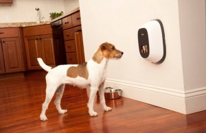 The Company of Animals Offers Most Innovative Dog Products on the Market The Company of Animals Offers Pet Owners Some of the Most Innovative Products on the Market