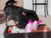 The Tidy Box Trains Your Dog to Pick Up After Themselves The Tidy Box Trains Your Dog to Pick Up After Themselves